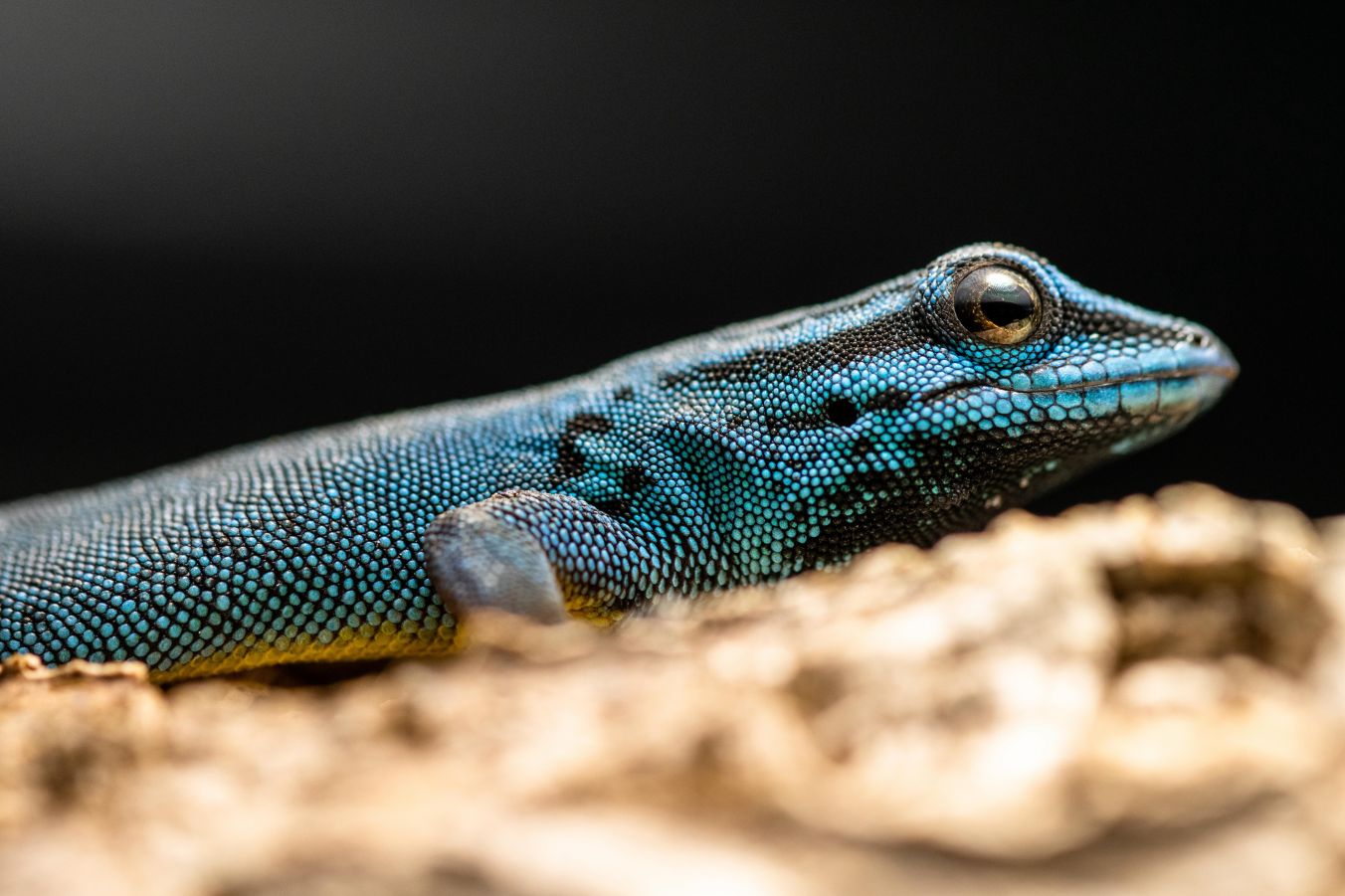 Der Gecko ist Zootier des Jahres 2024