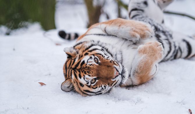 Auch für diesen Amurtiger können Zoofreunde eine Patenschaft übernehmen oder verschenken Foto: Zoologischer Garten Schwerin