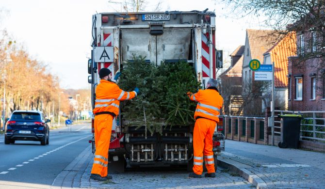 Die SAS-Mitarbeiter holen die ungeschmückten Tannenbäume an den festgelegten Sammelpunkten ab Fotos: maxpress/srk