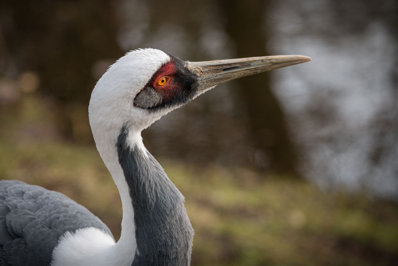 Bei einem Rundgang erfahren die Besucher am Valentinstag mehr über das Liebesleben der Vogelwelt Fotos: Erhard Heiden/Zoo Schwerin