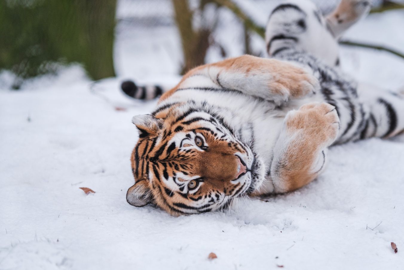 Auch für diesen Amurtiger können Zoofreunde eine Patenschaft übernehmen oder verschenken Foto: Zoologischer Garten Schwerin
